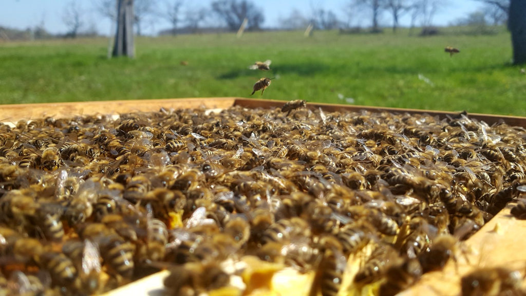 Bee Sponsorship