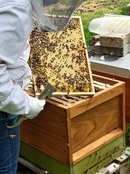 Bee Sponsorship