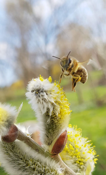 Bee Sponsorship